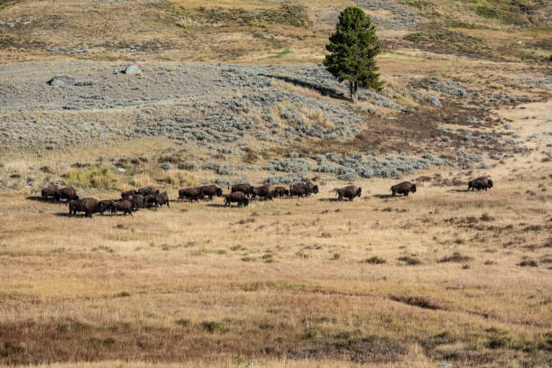 istock A herd of Bison roam through the open fields of Yellowstone. 1200382337