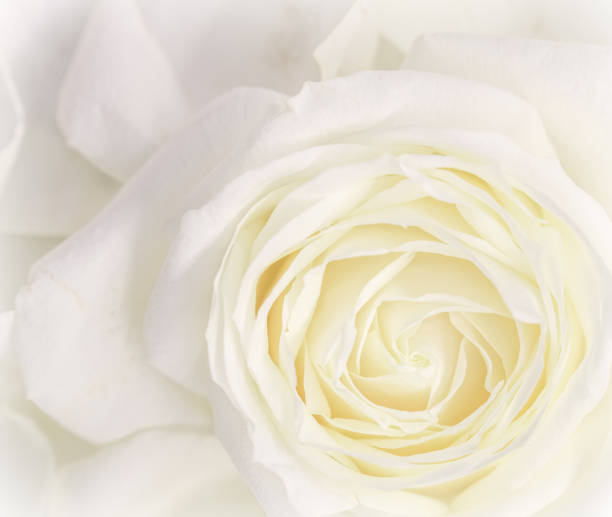 istock Soft focus, abstract floral background, white rose flower. Macro flowers backdrop for holiday brand design 1200382993