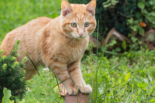 A beautiful bright red kitten with yellow eyes and pink nose is on a green grass background in a summer garden