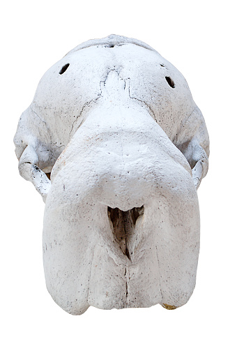 walrus skull isolated on white background