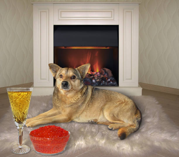 istock Dog eats red caviar near fireplace 1200387862