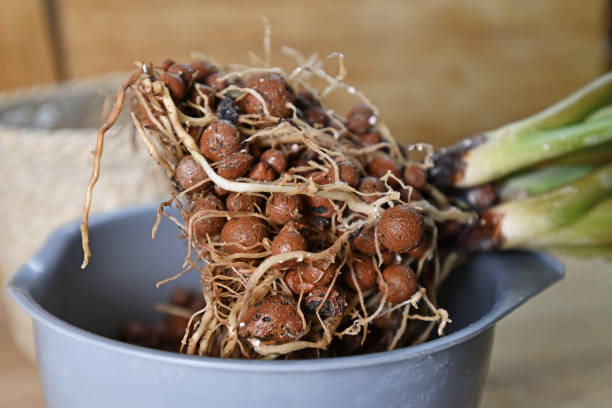 house plant with well grown roots in expanded clay pellets cultivated in passive semi hydroponics - root hair imagens e fotografias de stock