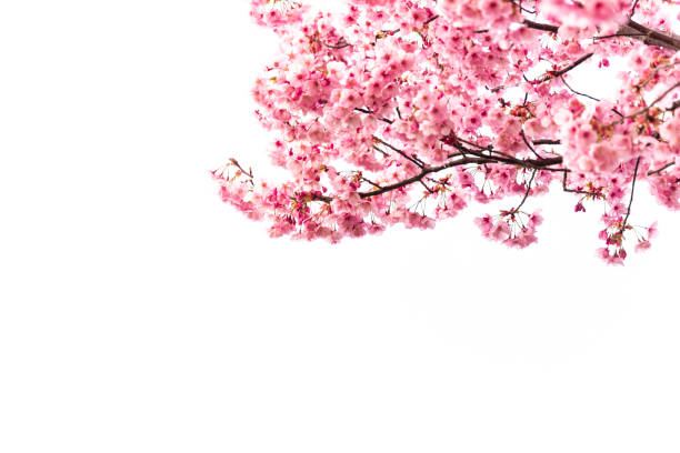 istock Pink Cherry Blossom On White 1200389658