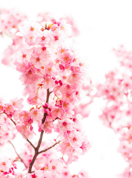 Pink Cherry Blossom in Spring
