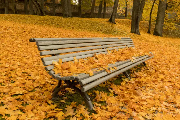 Photo of Colorful leafage with grundge bench in the park