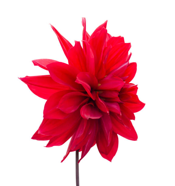 istock red dahlia flower isolated on white background 1200390754