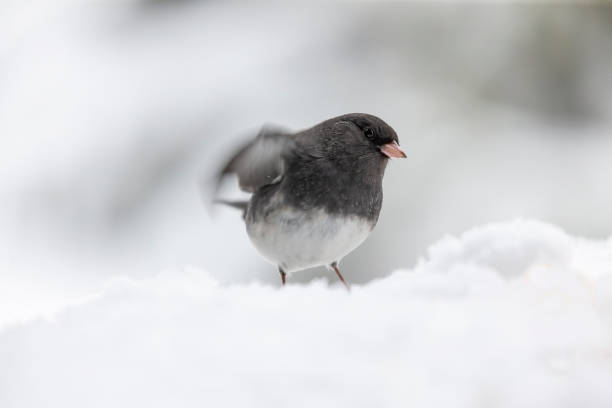 istock Dark eyed junco on winter in Wisconsin 1200393238