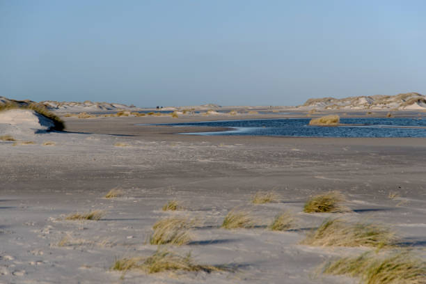 Dunes on the North Frisian Island Amrum in Germany