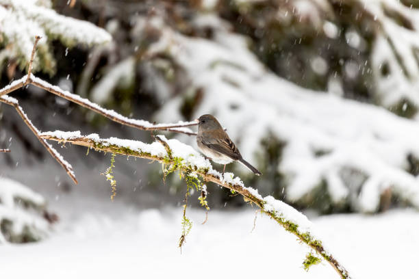 istock Dark eyed junco on winter in Wisconsin 1200393530