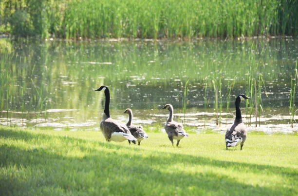istock Goose Family 1200395373