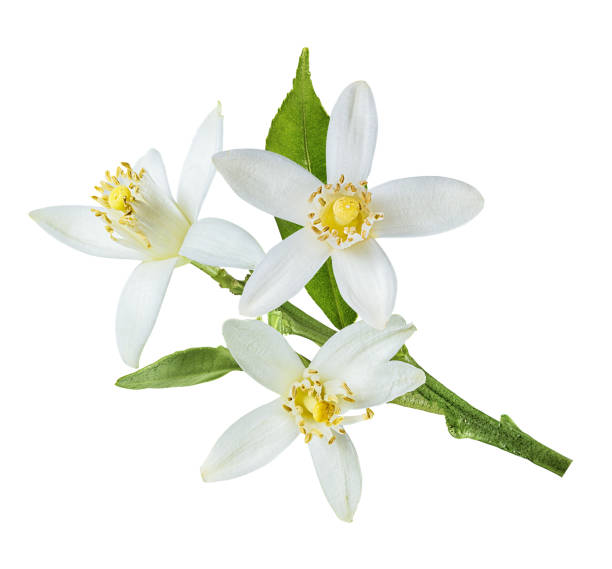 zitronenblüte isoliert auf weiß - zitrusfrucht fotos stock-fotos und bilder