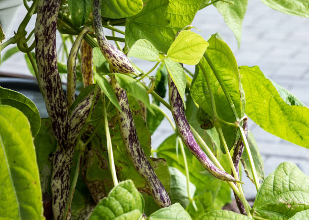 haricots de langue de dragon pourpres et jaunes phaseolus vulgaris - wax bean photos et images de collection