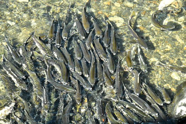 Pink Salmon Salmon swim up a creek on Kodiak Island, Alaska to spawn kodiak island photos stock pictures, royalty-free photos & images