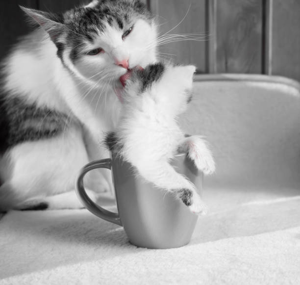 istock Caring cat mom licks her kitten who is sitting in a mug. 1200398332
