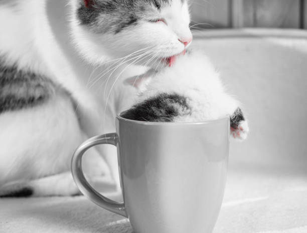 istock Caring cat mom licks her kitten who is sitting in a mug. 1200398355