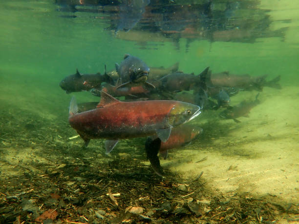 istock Coho - Silver and Sockeye - Red Salmon 1200402355