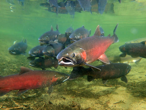 istock Coho - Silver and Sockeye - Red Salmon 1200402357