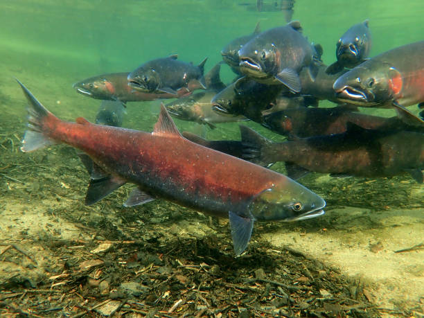 istock Coho - Silver and Sockeye - Red Salmon 1200402360