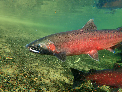 Salmon spawn up Montana Creek in central Alaska