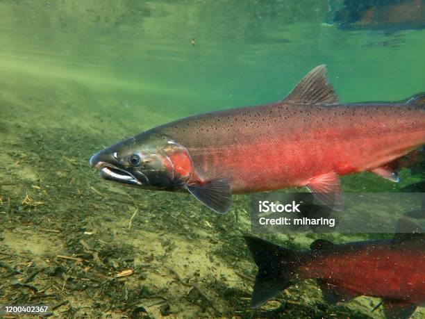 Coho Silver Salmon Stock Photo - Download Image Now - Coho Salmon, Salmon - Animal, Underwater