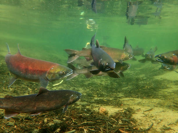 istock Coho - Silver and Sockeye - Red Salmon 1200402369