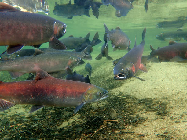istock Coho - Silver and Sockeye - Red Salmon 1200402375