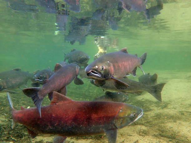 istock Coho - Silver and Sockeye - Red Salmon 1200402380