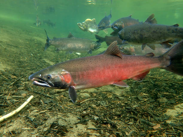 istock Coho - Silver and Pink Salmon 1200402384