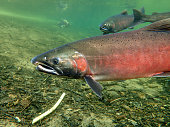 coho-silber-lachs.jpg?b=1&s=170x170&k=20&c=0eZ_nndxeB57yQXYEOc-ikFv2W9y_34B4SvhJpPXWXA=