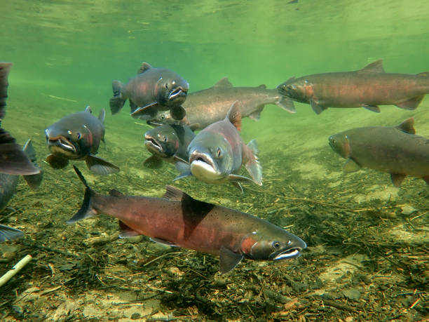 Coho - Silver and Sockeye - Red Salmon stock photo