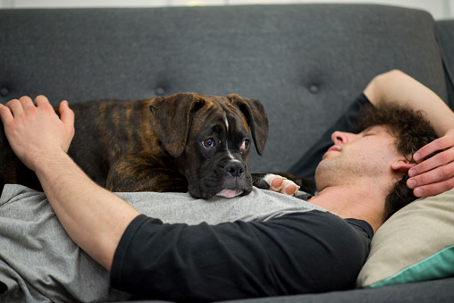 A cute purebred boxer puppy is laying down on her owner, a young adult man. They rest together on a grey couch indoors.