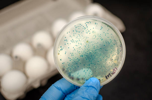 계란에서 분리 된 박테리아와 배양 판에서 배양 - fecal coliform bacteria 뉴스 사진 이미지