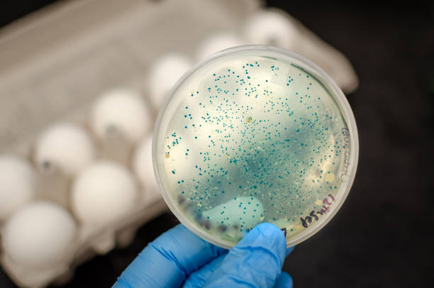istock Bacteria isolated from eggs and cultured in culture plate 1200403320