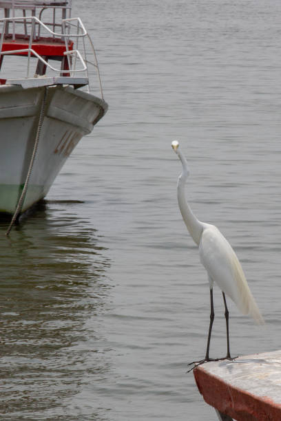 istock The Great Egret or White Heron 1200404350