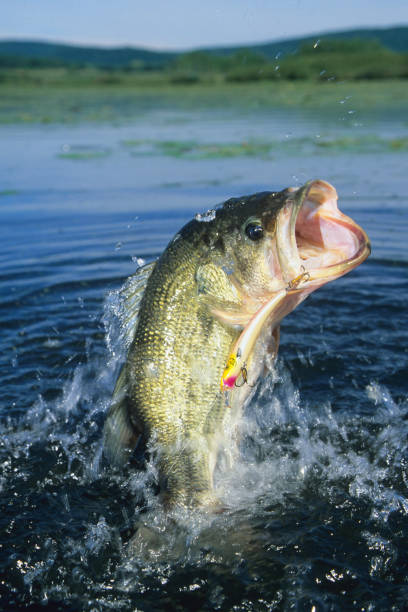 istock Largemouth Bass 6725 1200404748