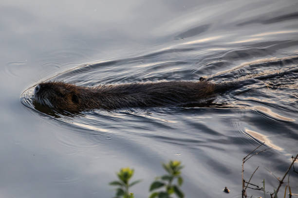 nutria coypu nageant dans la rivière prague - fermez-vous vers le haut de la rare mignonne de rongeur - nutria rodent beaver water photos et images de collection