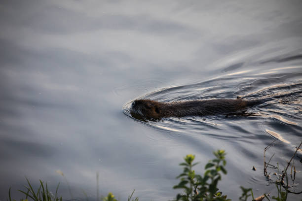 nutria coypu nageant dans la rivière prague - fermez-vous vers le haut de la rare mignonne de rongeur - nutria rodent beaver water photos et images de collection