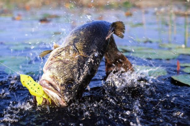 istock Largemouth Bass 6087 1200405768