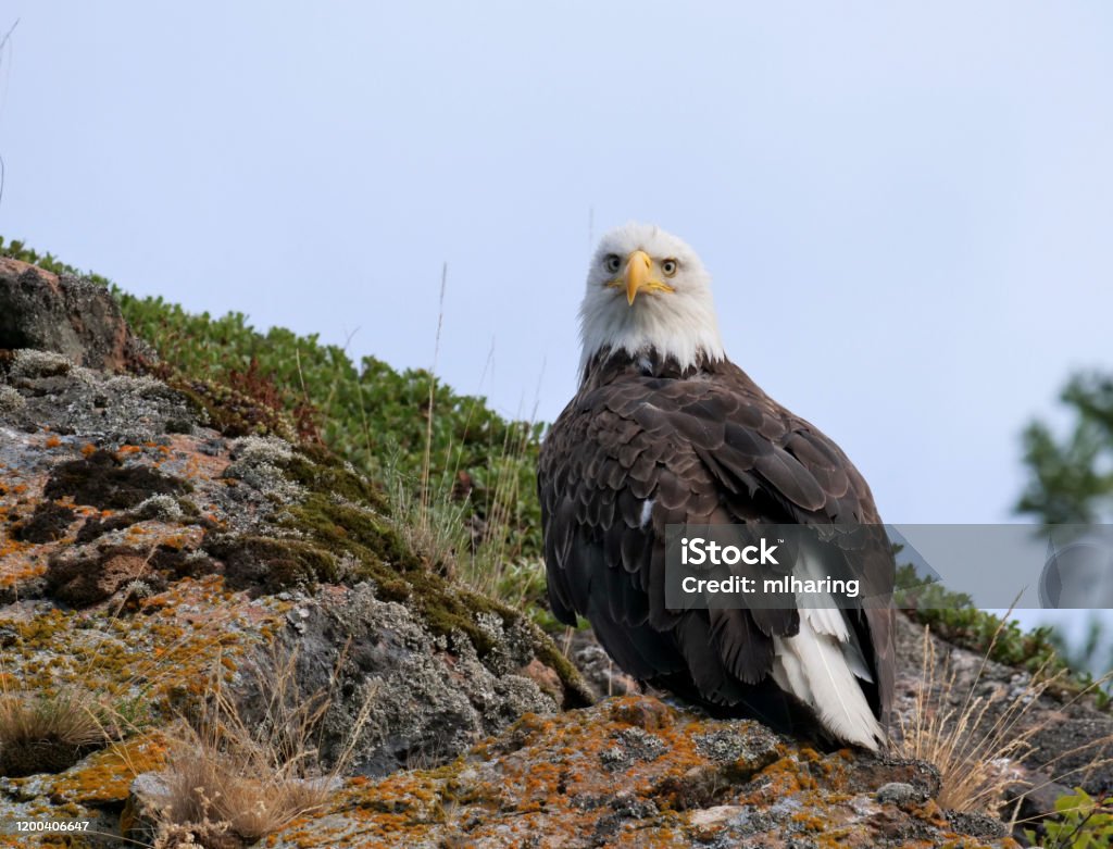Soon Eagle an Eagle sits on a cliff near the shore line of Kodiak Island, Alaska Bald Eagle Stock Photo