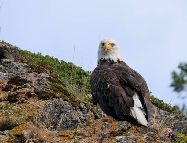 Soon Eagle an Eagle sits on a cliff near the shore line of Kodiak Island, Alaska kodiak island photos stock pictures, royalty-free photos & images