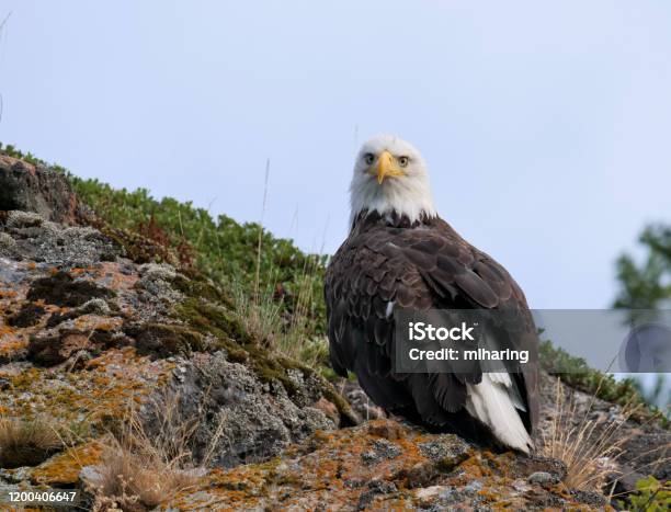 Soon Eagle Stock Photo - Download Image Now - Bald Eagle, Alaska - US State, Animal