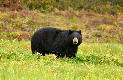a bear finds something to eat in northern British Columbia