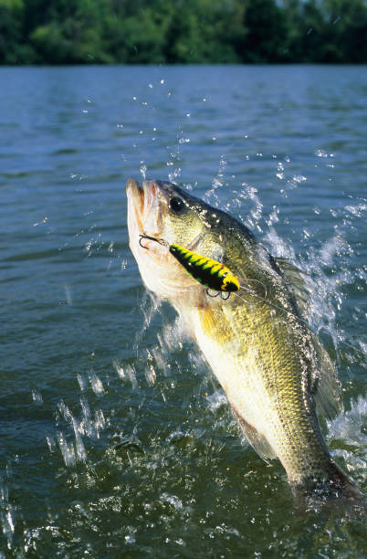 istock Largemouth Bass 6017 1200407346
