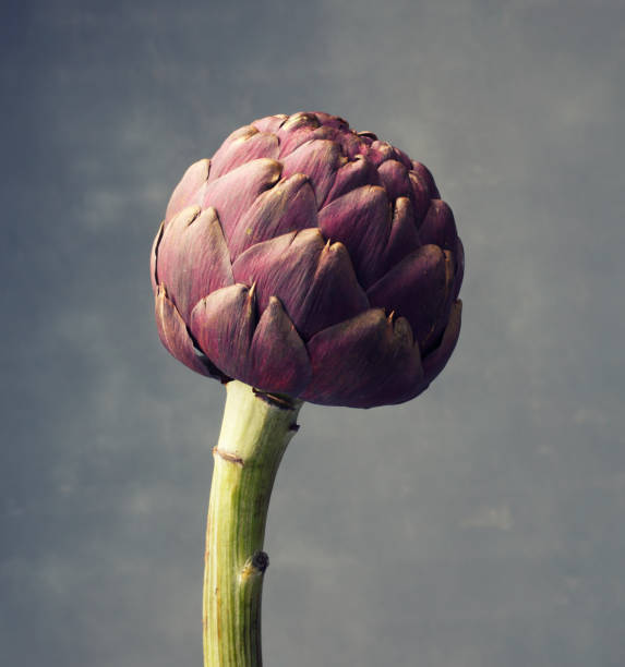 alcachofa púrpura madura - artichoke vegetable macro close up fotografías e imágenes de stock