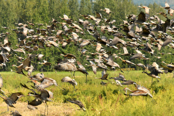 istock Sandhill Cranes and Canada Geese 1200407755