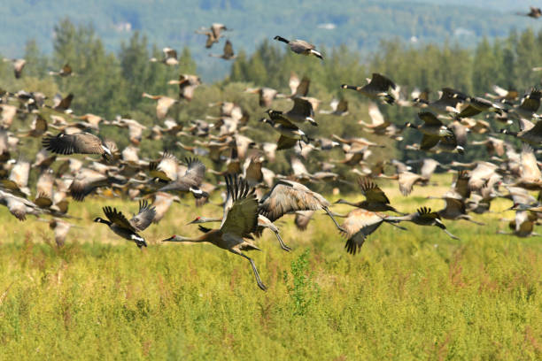 istock Sandhill Cranes and Canada Geese 1200407770