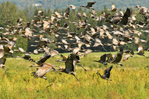 istock Sandhill Cranes and Canada Geese 1200407771