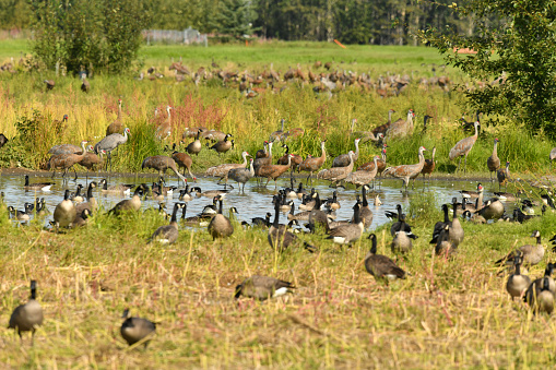 Cranes and Geese migrate south through central Alaska