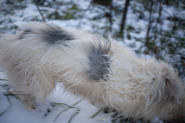istock The dog walks in the forest. 1200410448