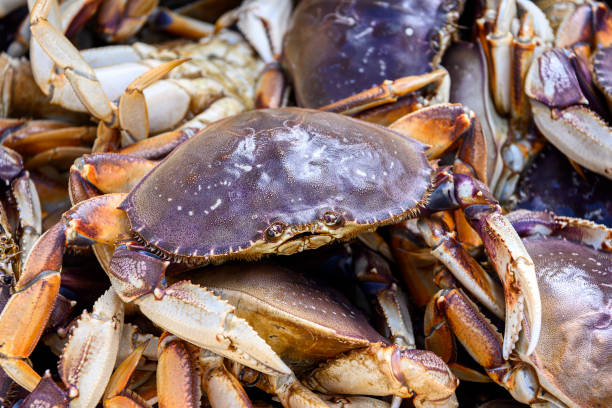 istock Live Dungeness Crabs in Shipping Container 1200411306